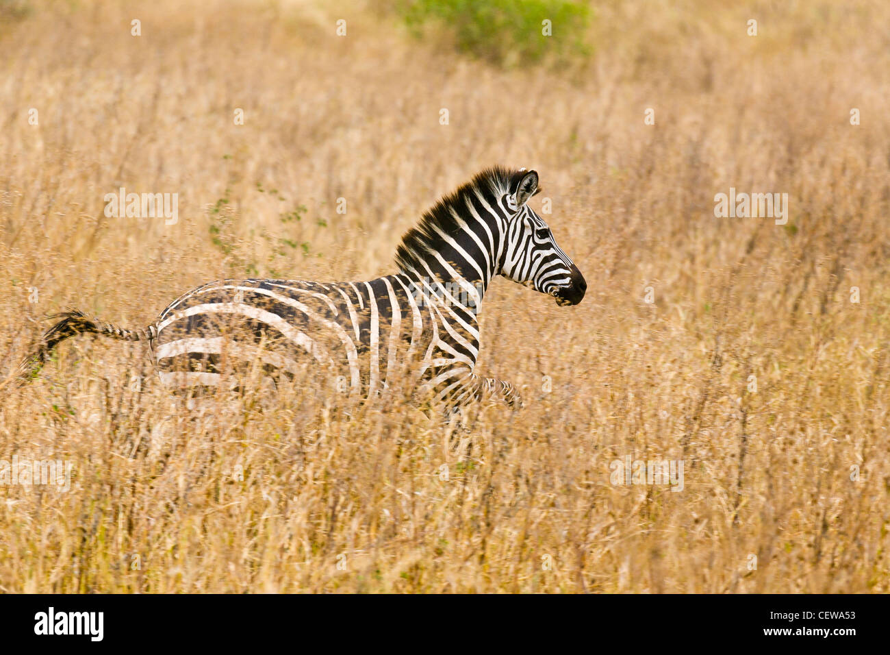 Zebra running through grass in Tanzania, Africa. Stock Photo
