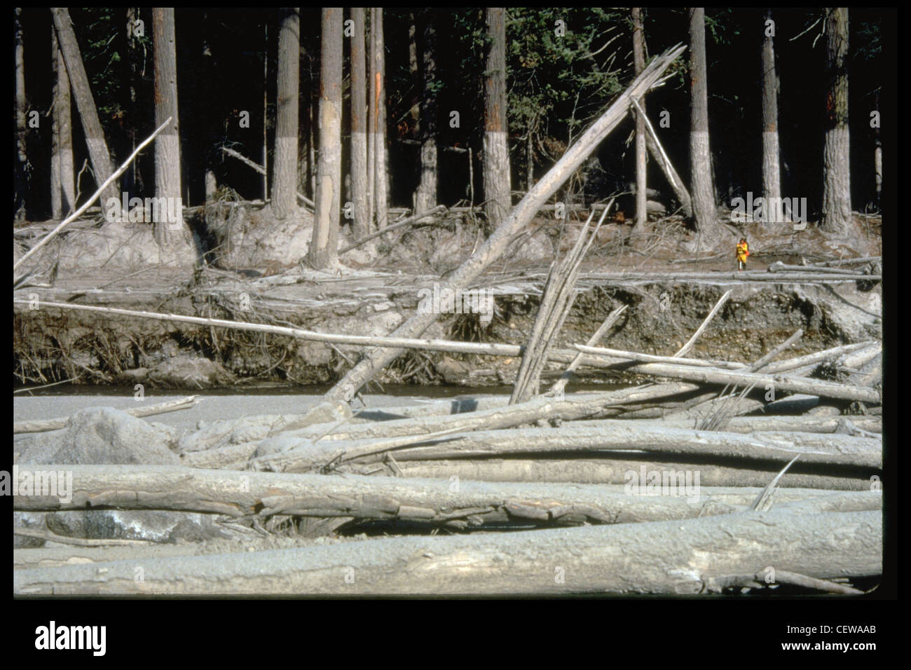 Nearly 135 miles (220 kilometers) of river channels surrounding the volcano were affected by the lahars of May 18, 1980. A mudline left behind on trees shows depths reached by the mud. A scientist (middle right) gives scale. This view is along the Muddy River, southeast of Mount St. Helens. Stock Photo