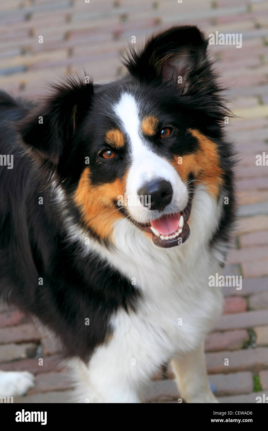 Page 2 - Border Collie Cross Breed High Resolution Stock Photography and  Images - Alamy