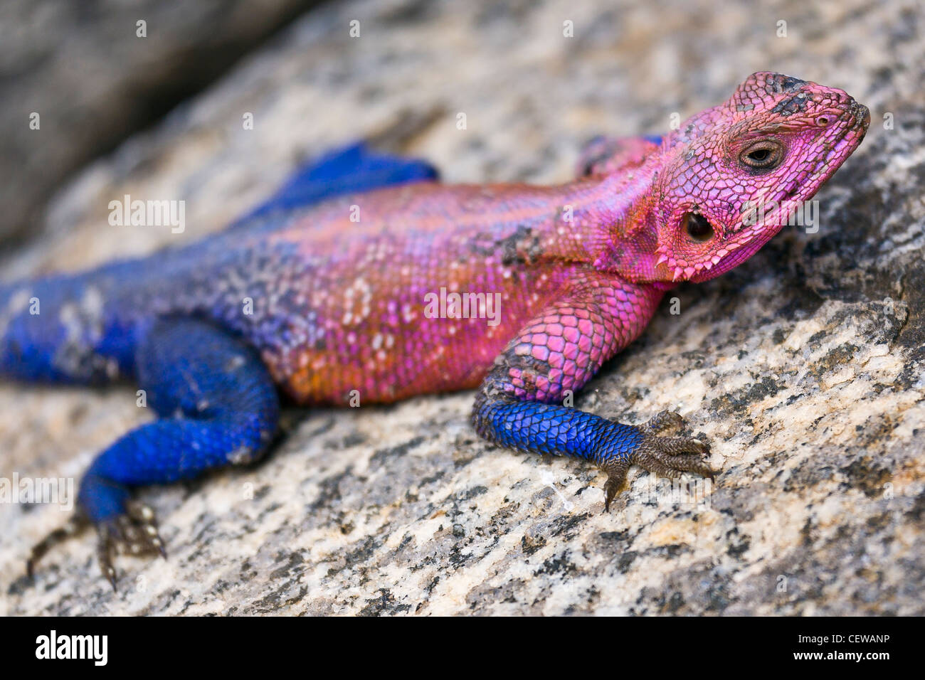Red headed Agama lizard sunning on a rock. Stock Photo