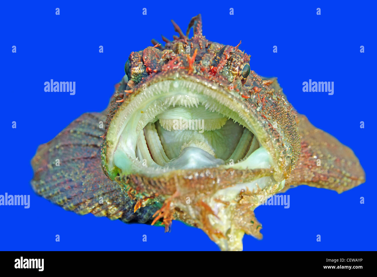 gobius fish on a blue background with a large open mouth Stock Photo