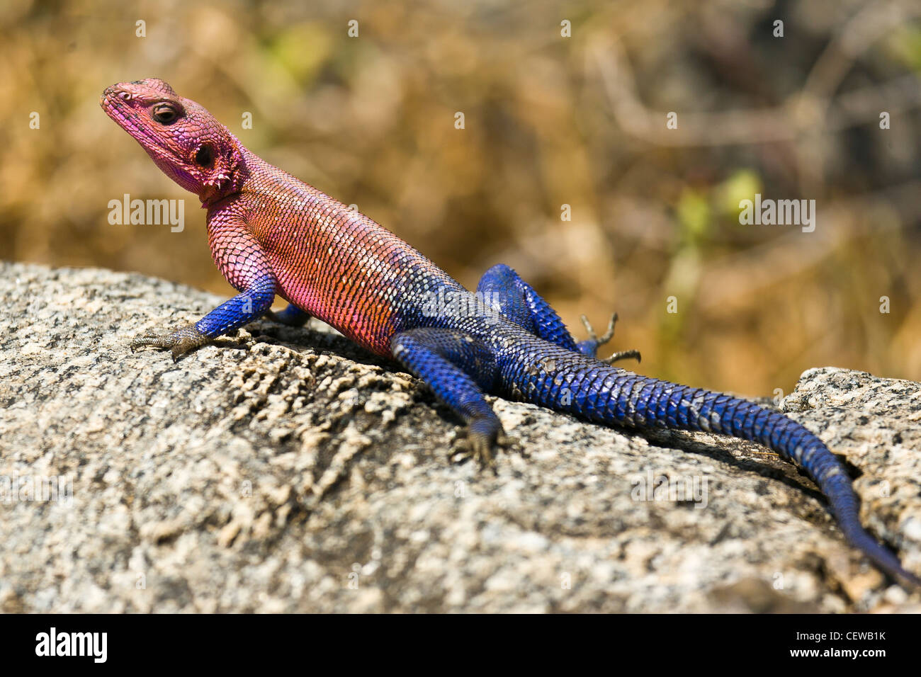 Red headed Agama lizard sunning on a rock. Stock Photo