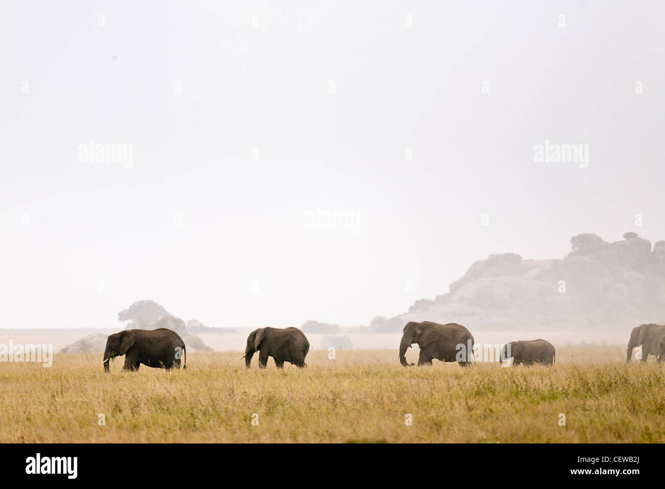 Elephant family walking across the savanna. Stock Photo