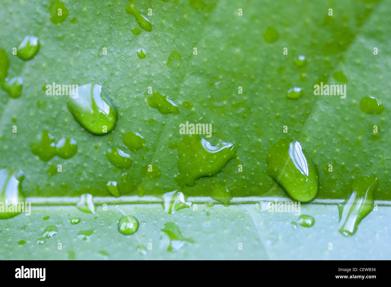 Fresh leaf with water drops Stock Photo
