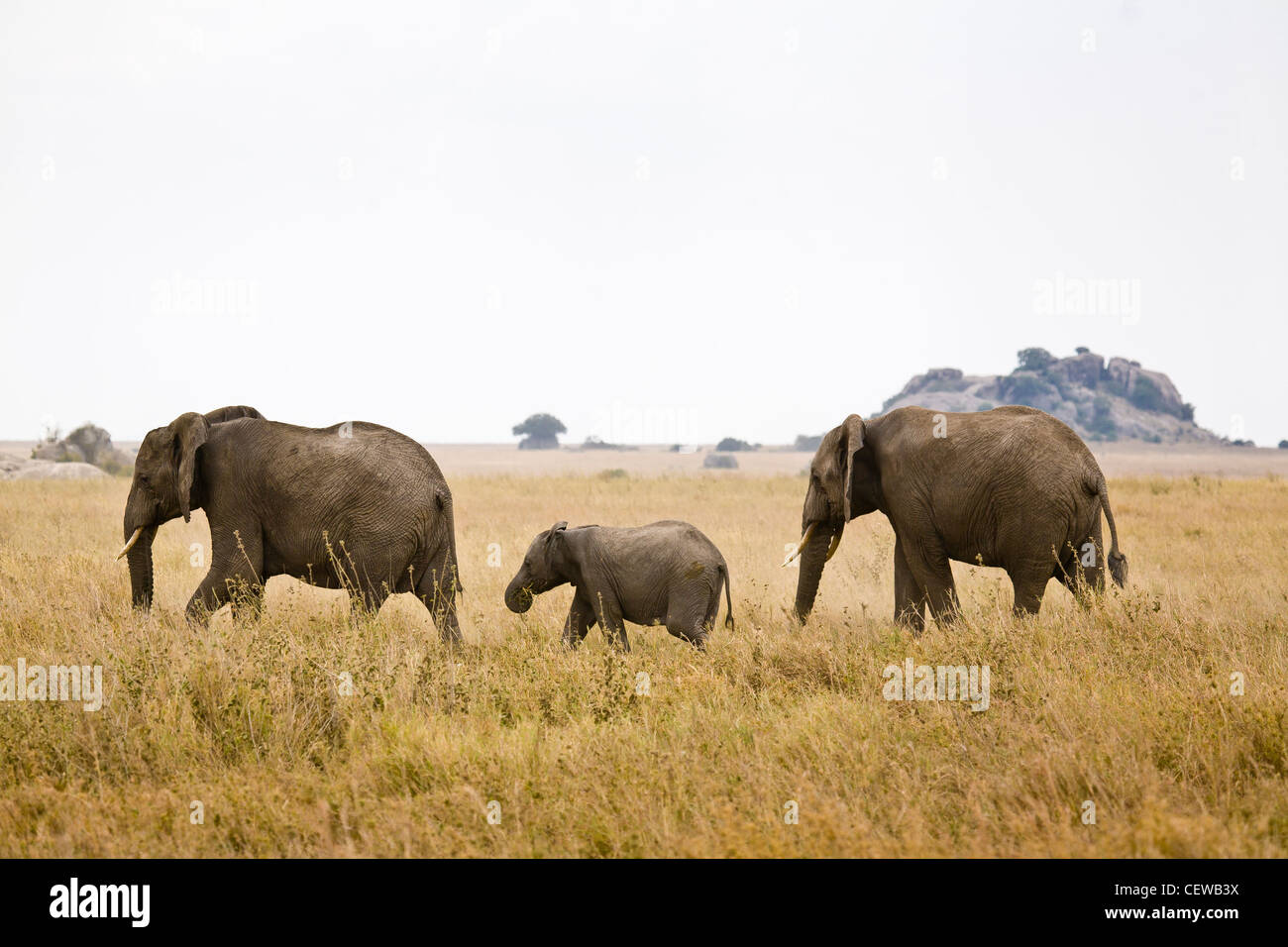 Elephant family walking across the savanna. Stock Photo