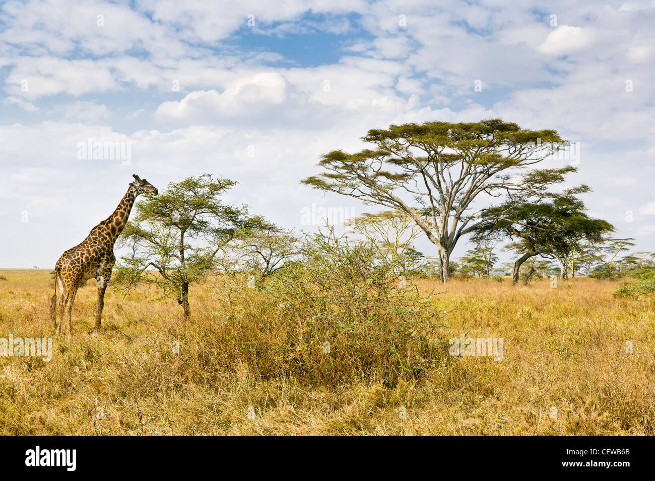 Giraffe feeding on a tree in Tarengeri Park Tanzania. Stock Photo