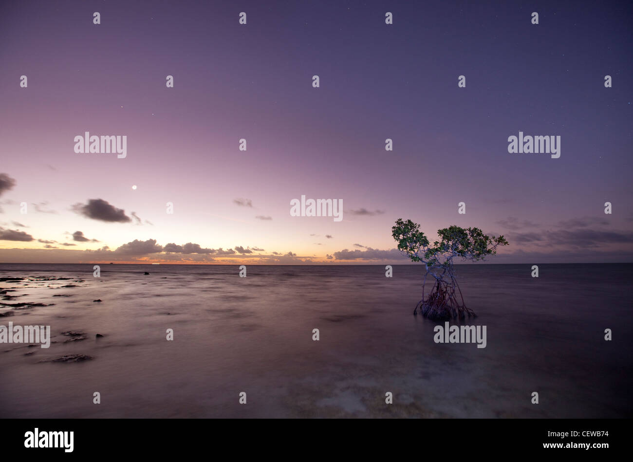 Dawn light against a mangrove tree at Anne’s Beach, Lower Matecumbe Key