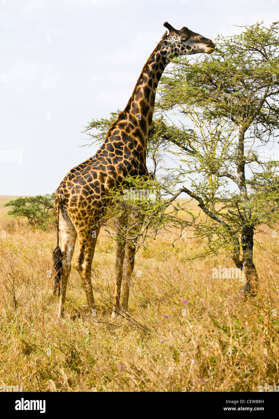 Giraffe feeding on a tree in Tarengeri Park Tanzania. Stock Photo