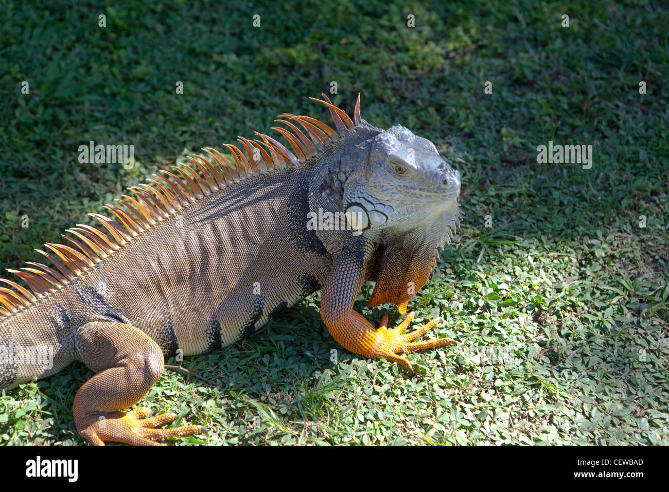 Wild Iguana at Key West, Florida, USA Stock Photo - Alamy