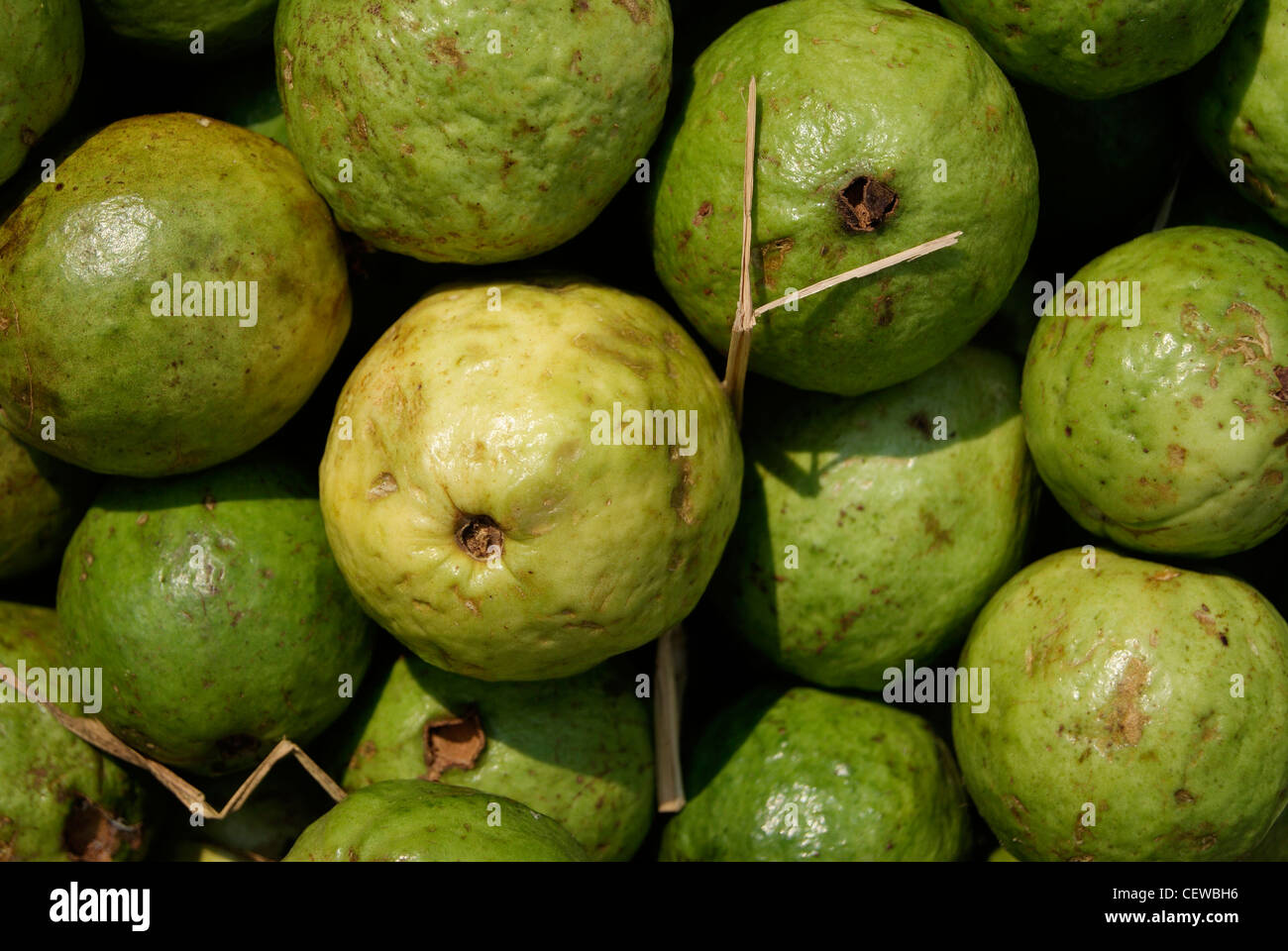 Riped guava fruits india hires stock photography and images Alamy