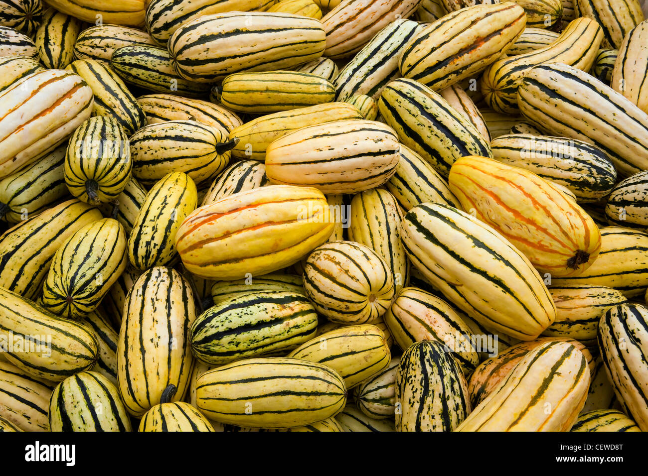 Delicata Squash Stock Photo