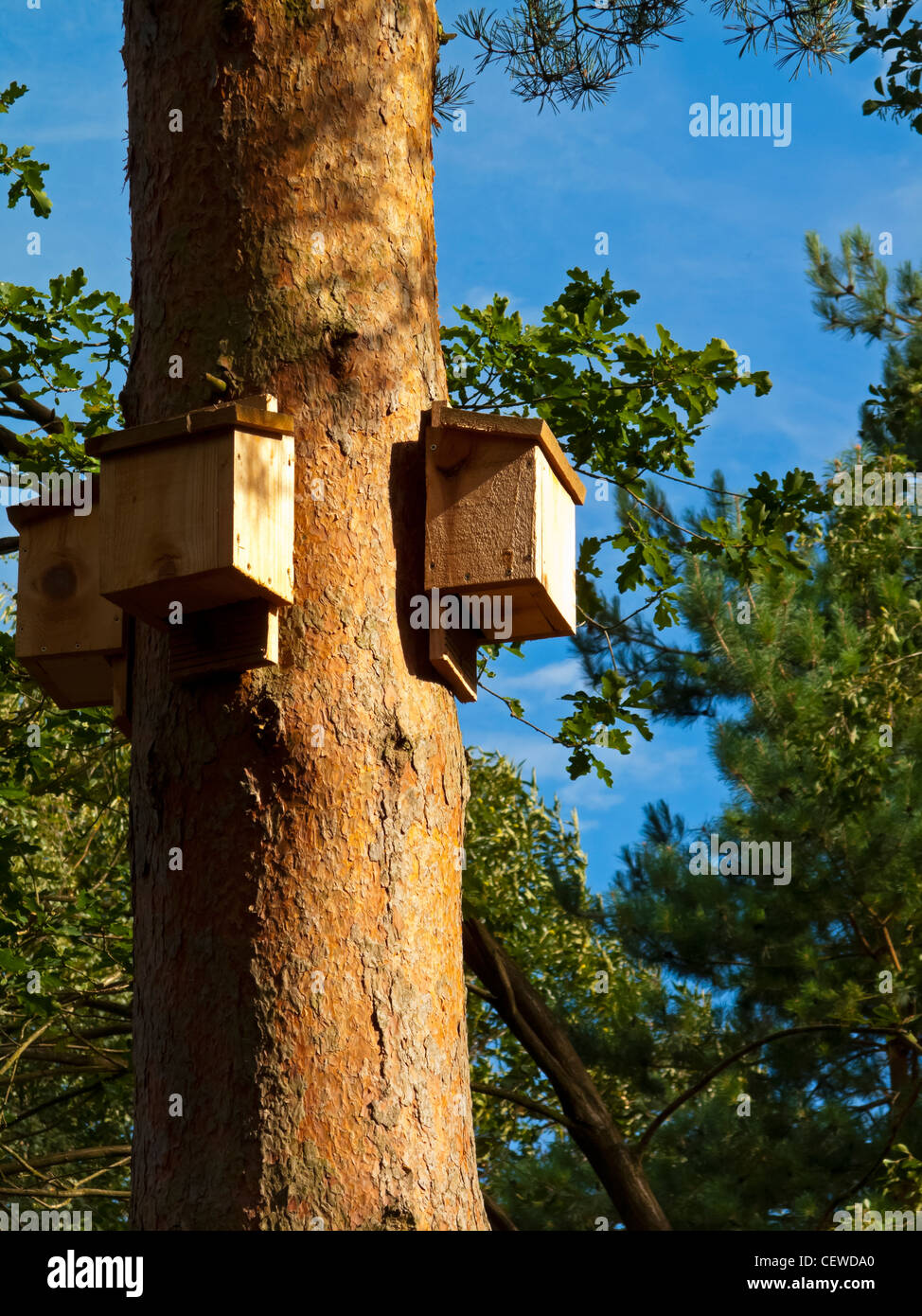 Group of wooden bird nesting boxes attached to a pine tree in woodland