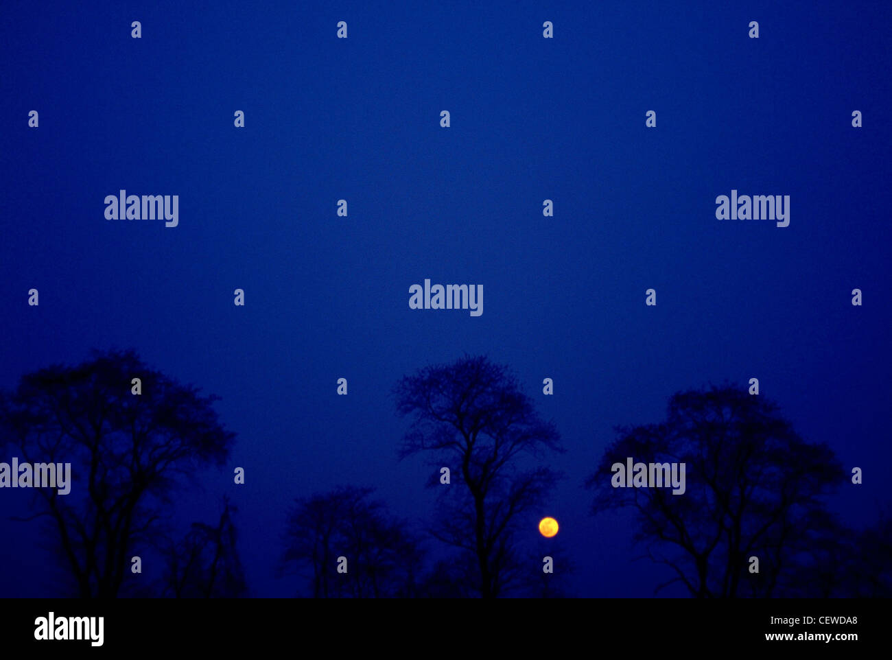 The earth's moon on a tree lined horizon at night. Blue environment Stock Photo
