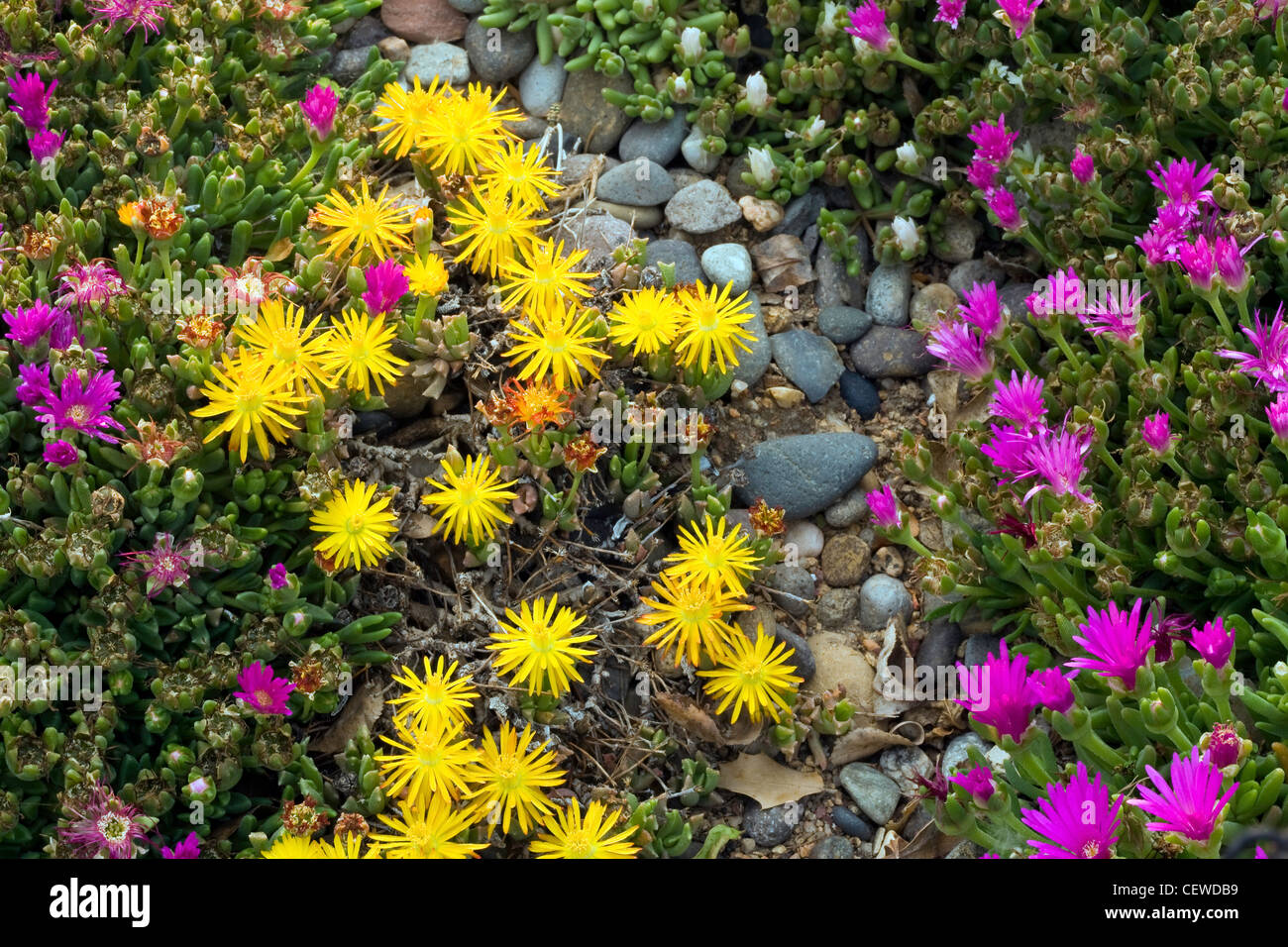Delosperma Ice Plant Growing In A Meadow And In Pots In The Denver Botanic Garden Denver Colorado Spring Usa Stock Photo Alamy Delosperma Ice Plant Growing In A Meadow And In Pots In The Denver Botanic Garden Denver Colorado Spring Usa Stock Photo Alamy