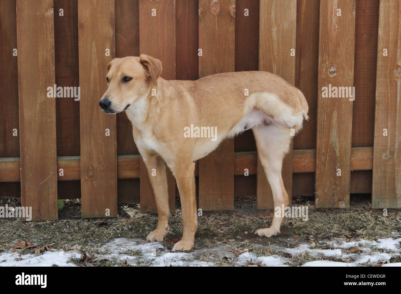 How Much Is A Dog Tail Amputation