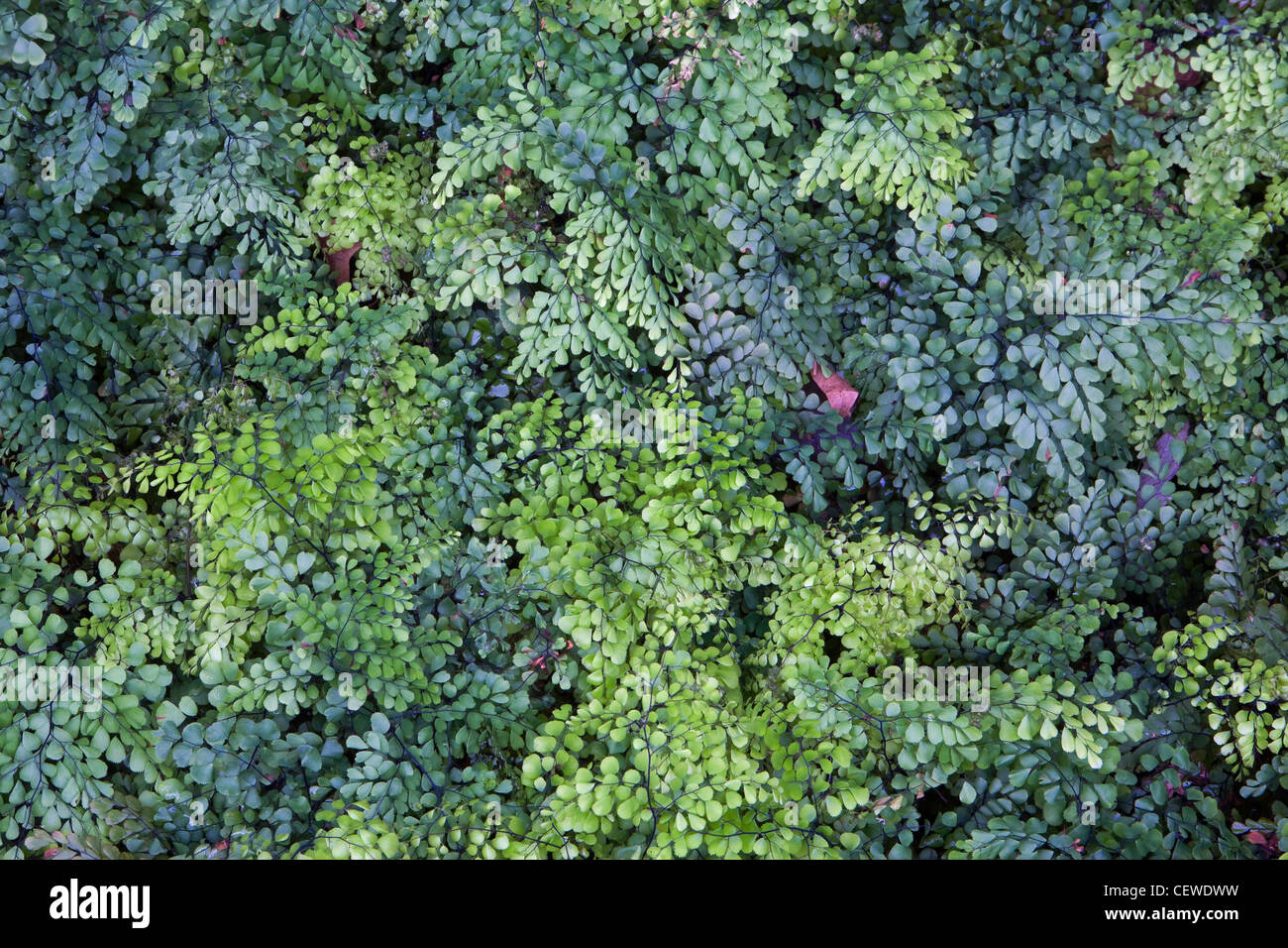Evergreen Maidenhair fern (Adiantum venustum) or Himalayan Maidenhair Fern. Stock Photo