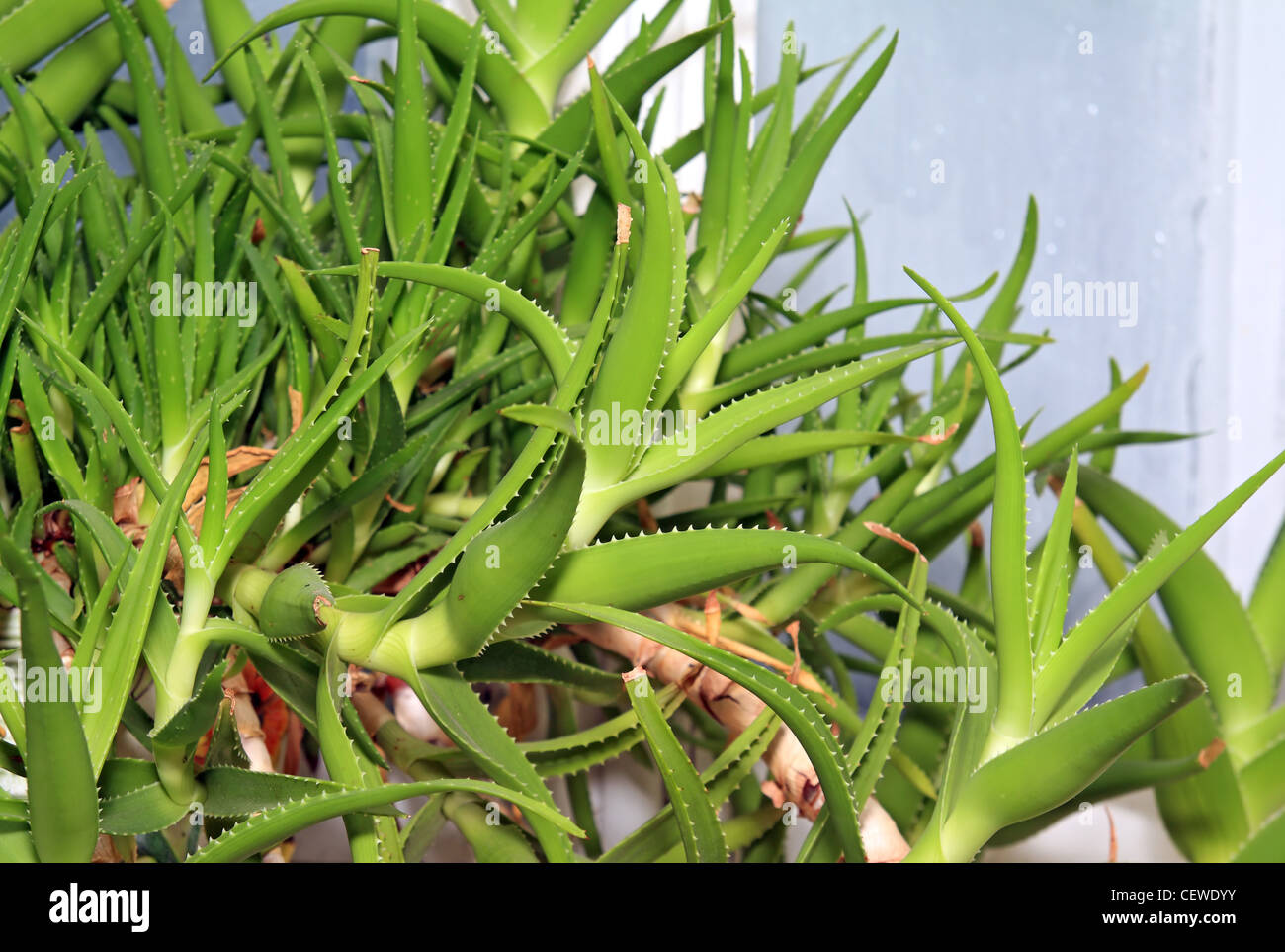 green aloe on winter window Stock Photo Alamy