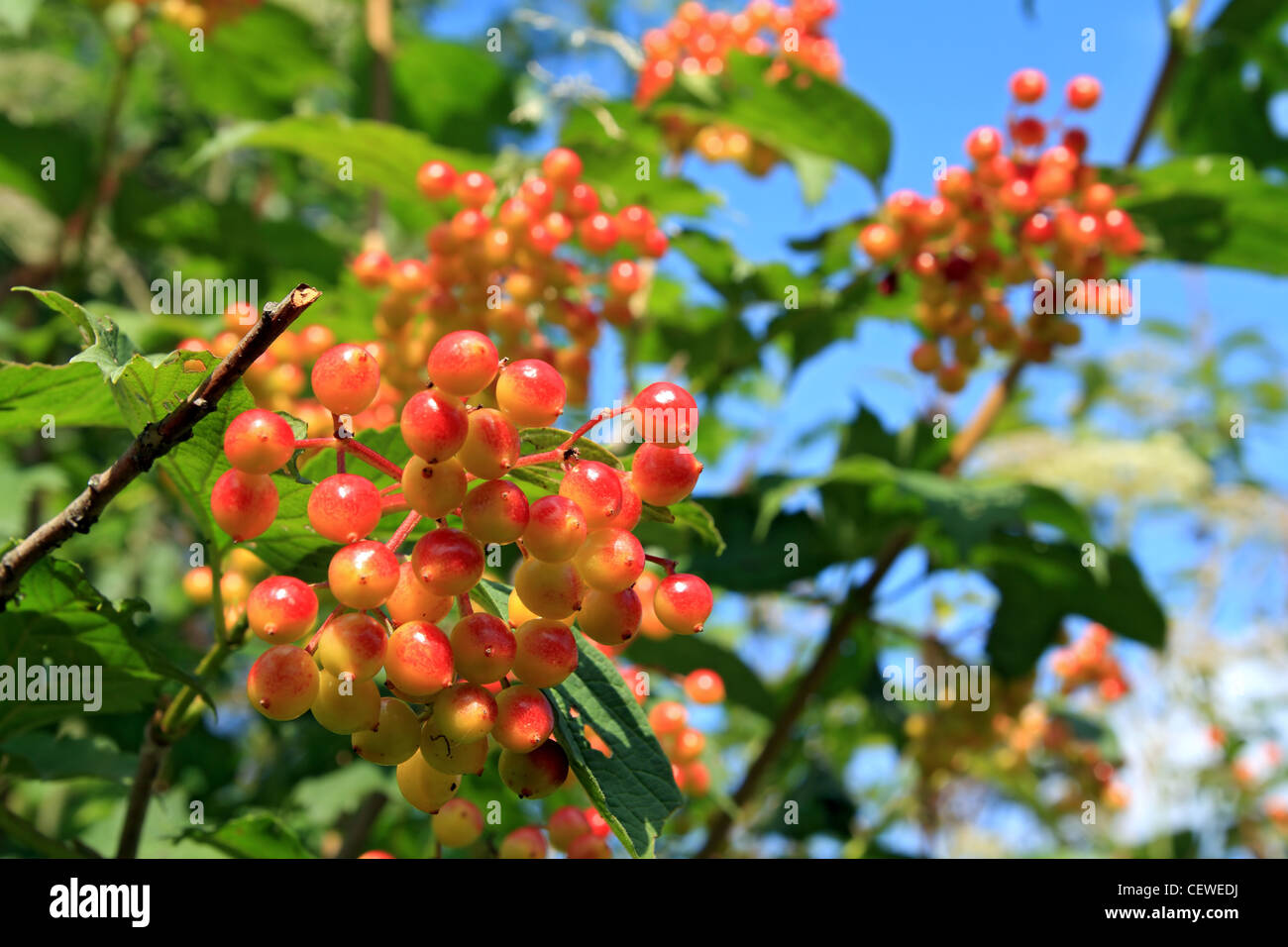 red viburnum on wood background Stock Photo Alamy
