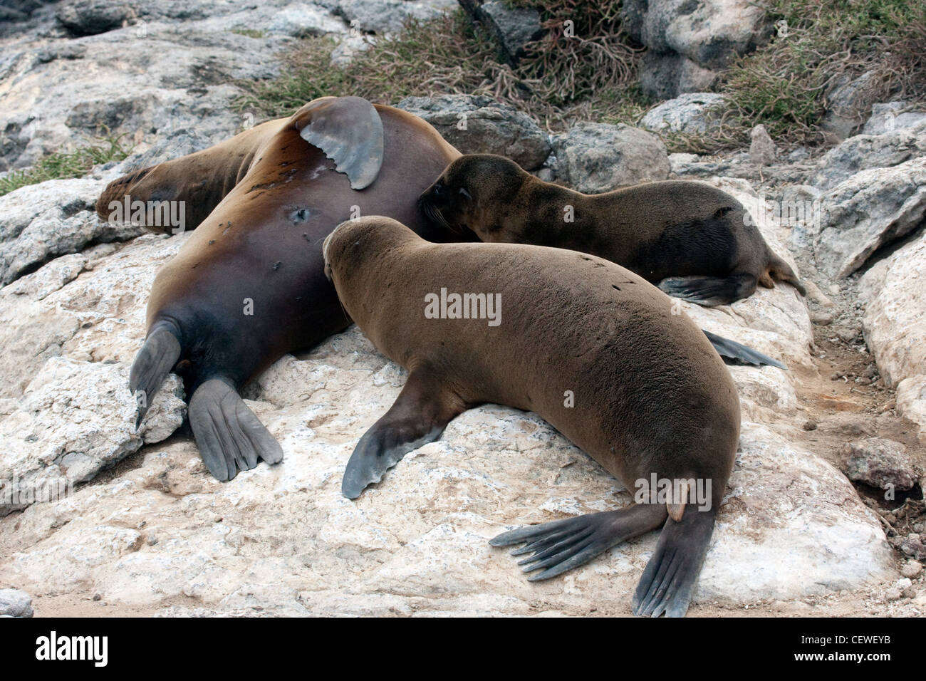 Sea lion pups nursing from mother on Galapagos Islands Stock Photo