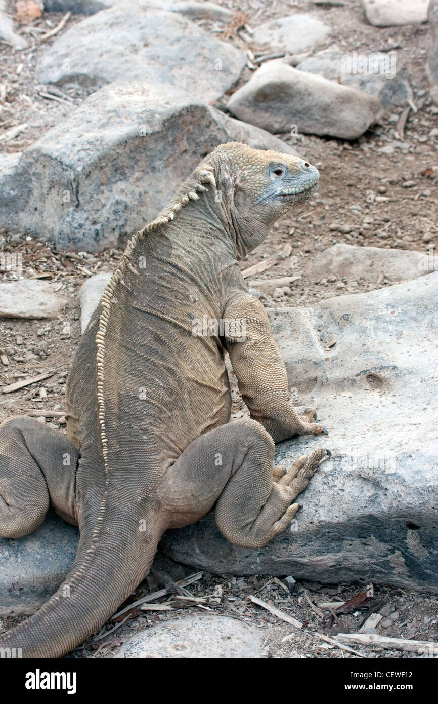 Galapagos Santa Fe land iguana Stock Photo - Alamy