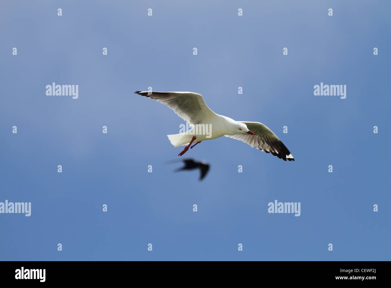 Silver gull, larus novaehollandiae in flight with noddy in background Stock Photo