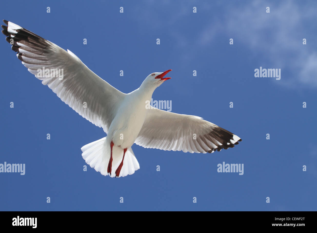 Silver gull, larus novaehollandiae in flight Stock Photo