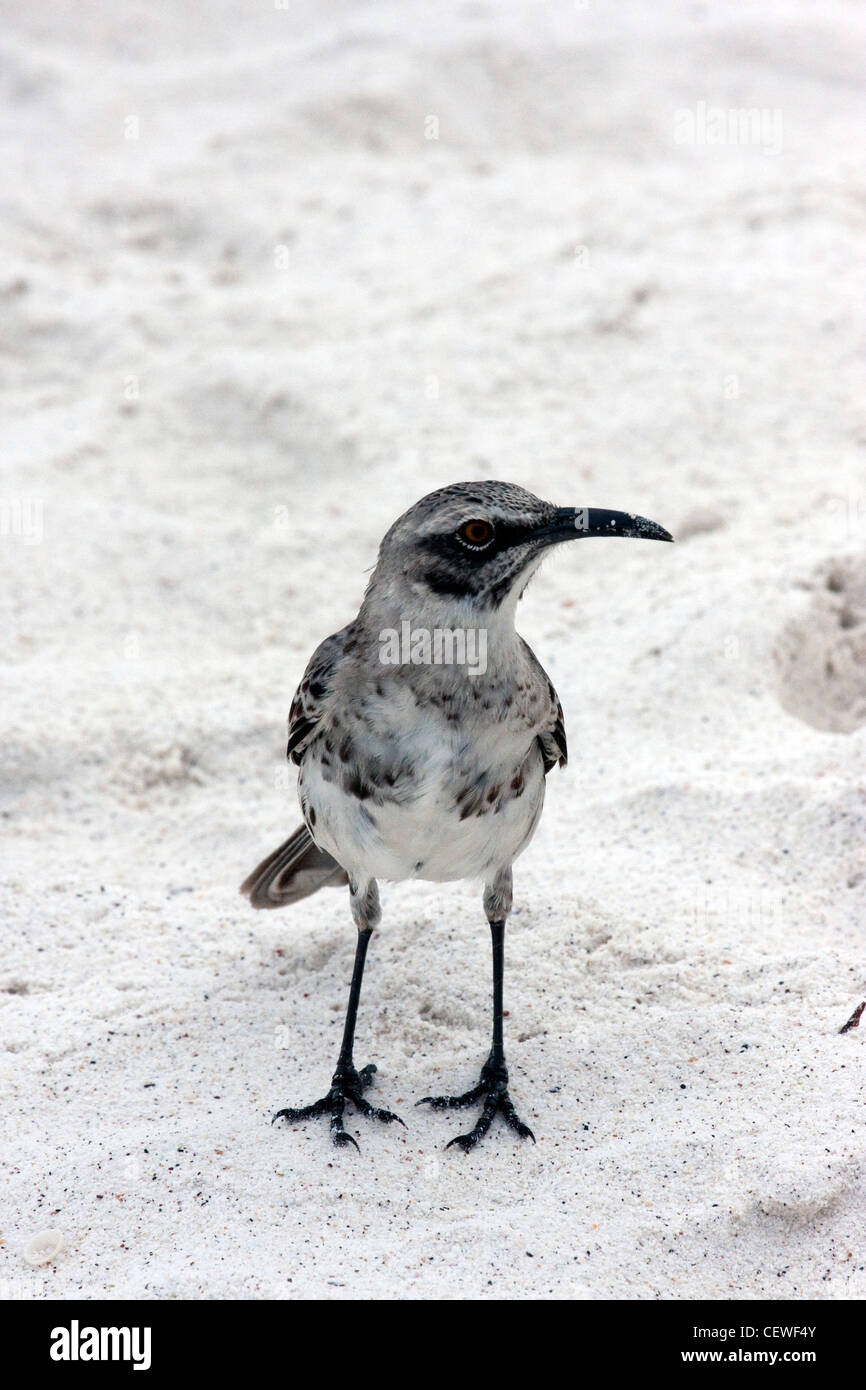 Mockingbird in Galapagos Islands Stock Photo