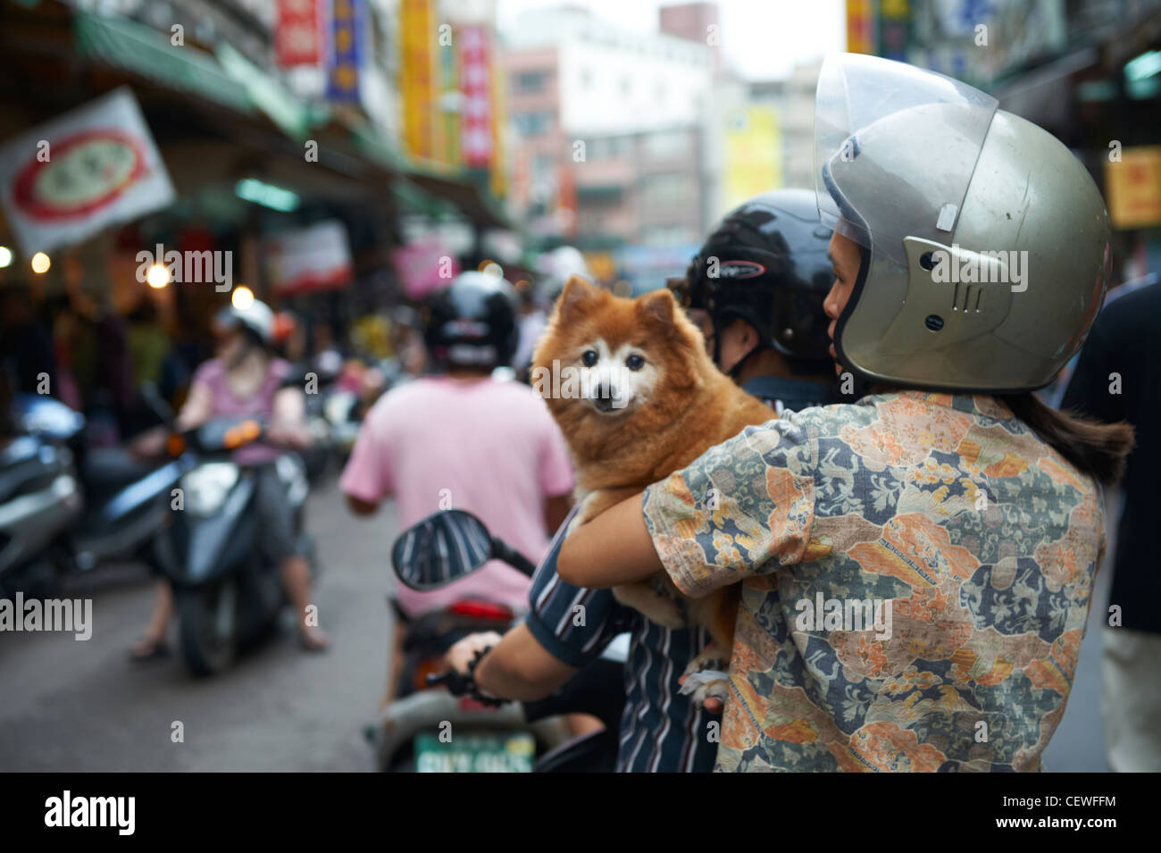 A woman riding on the back of a scooter with her dog in hand. Not released. Stock Photo