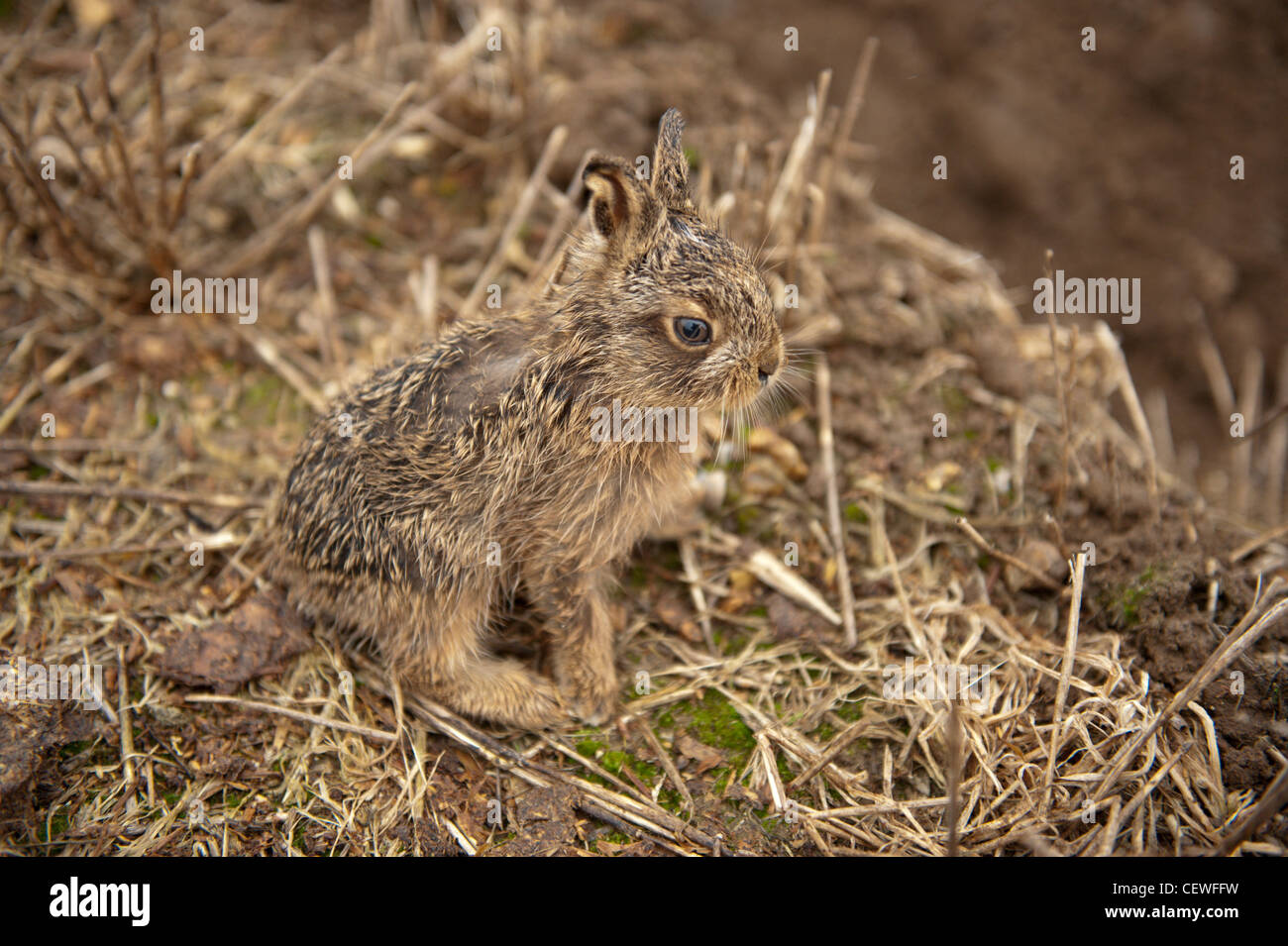 Very young Leveret(Lepus europaeus) in a Norfolk stubble field Stock ...