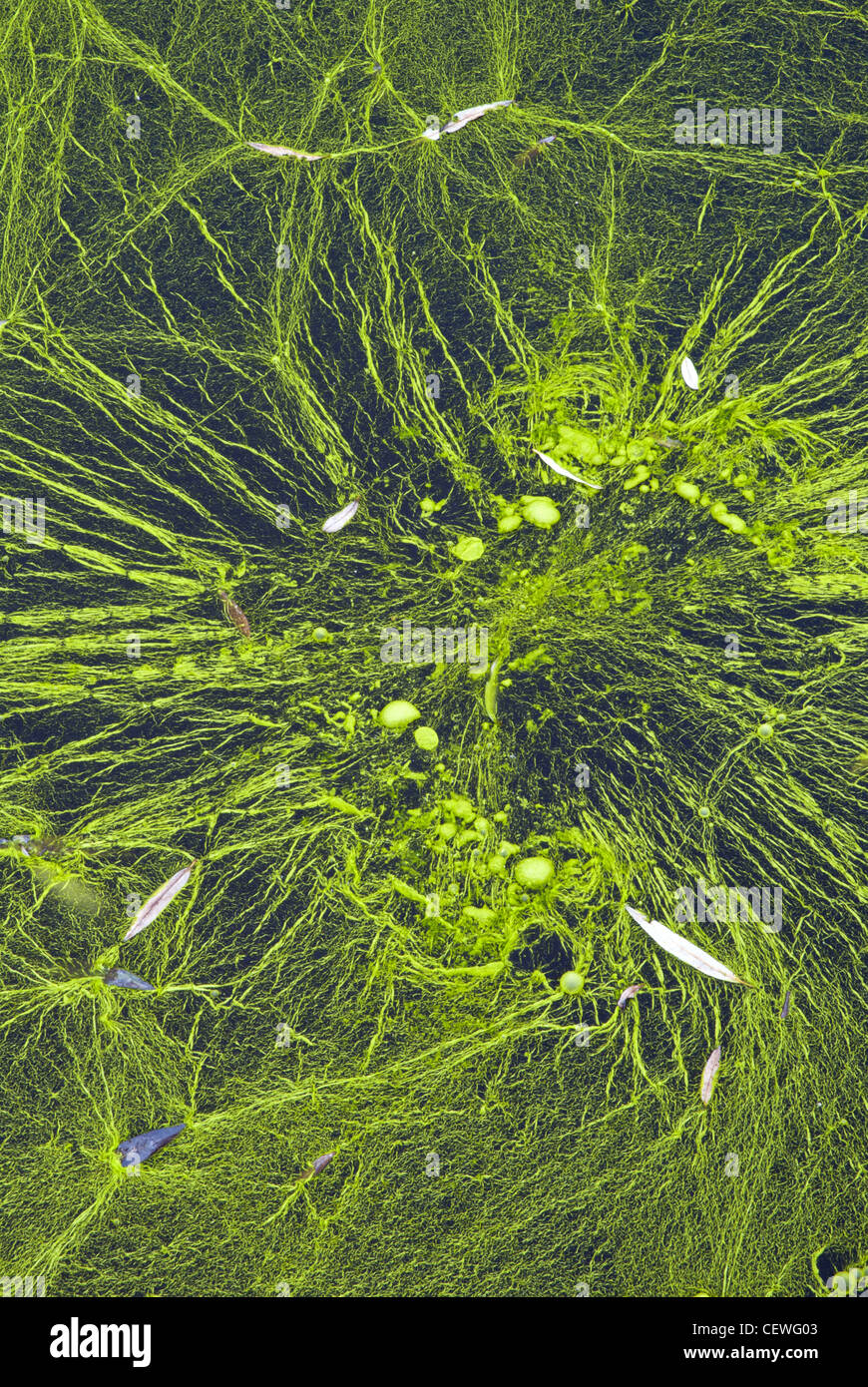 Algae of genus Nostoc (cyanobacteria) cover a waterhole of freshwater
