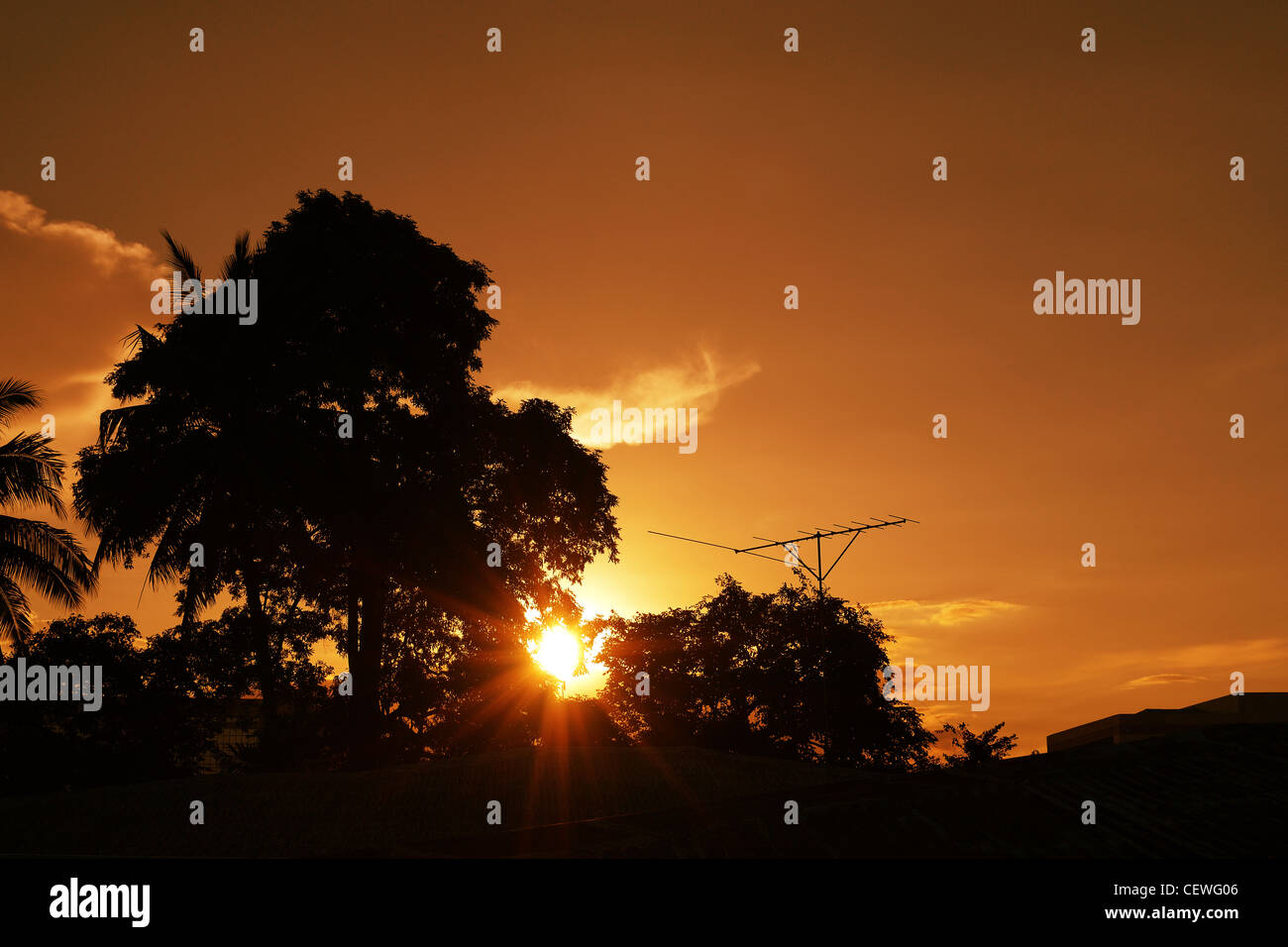 dramatic sunset behind tree in silhouette Stock Photo - Alamy