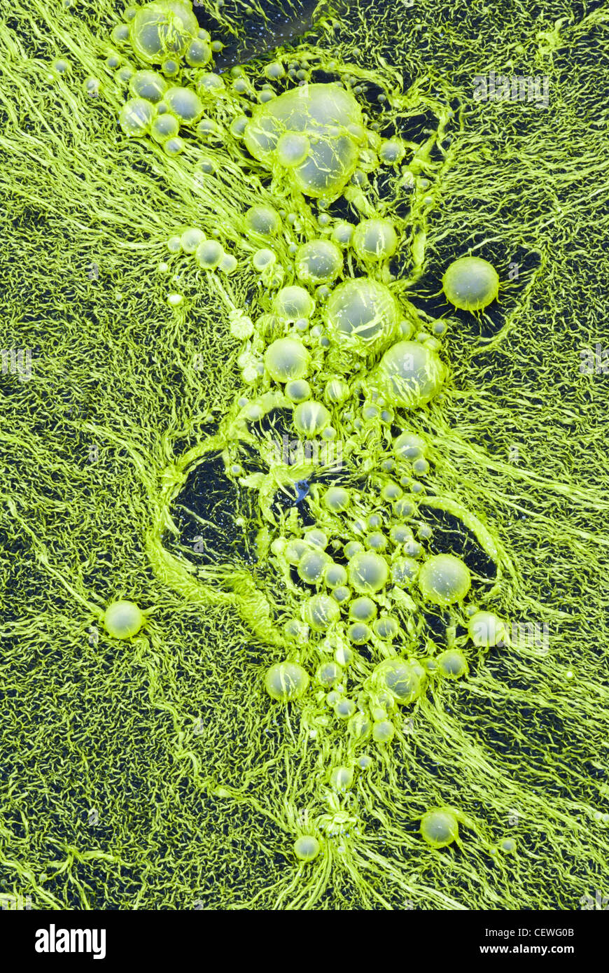 Algae of genus Nostoc (cyanobacteria) cover a waterhole of freshwater