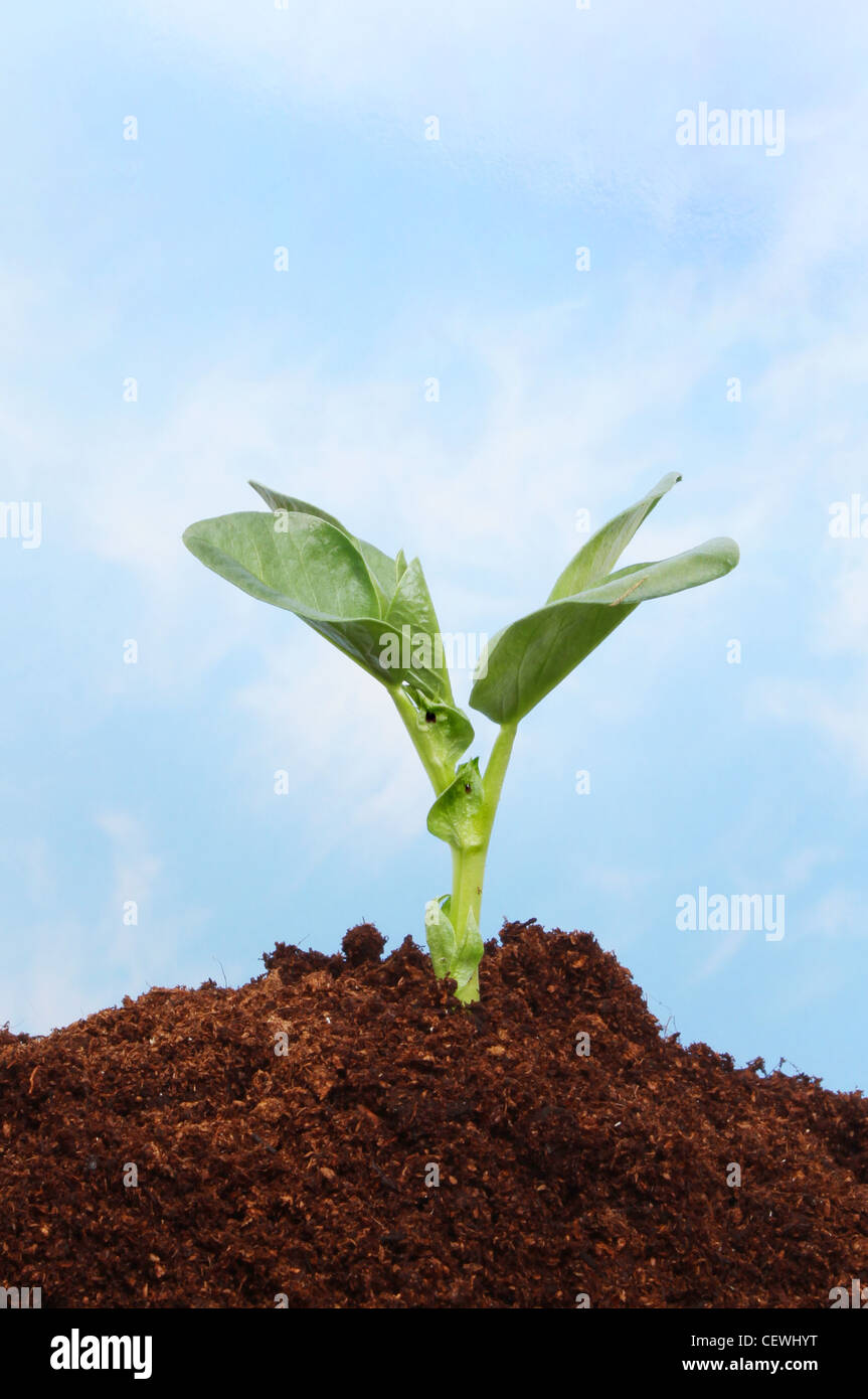 Plant seedling in soil against a blue sky with wispy white clouds Stock ...