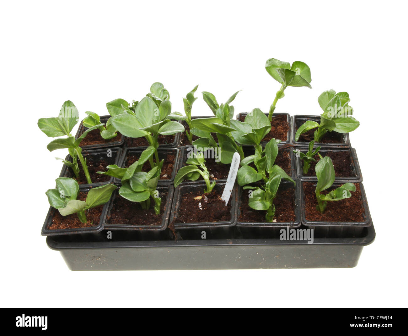 Pots of broad bean seedlings in a tray isolated against white Stock Photo