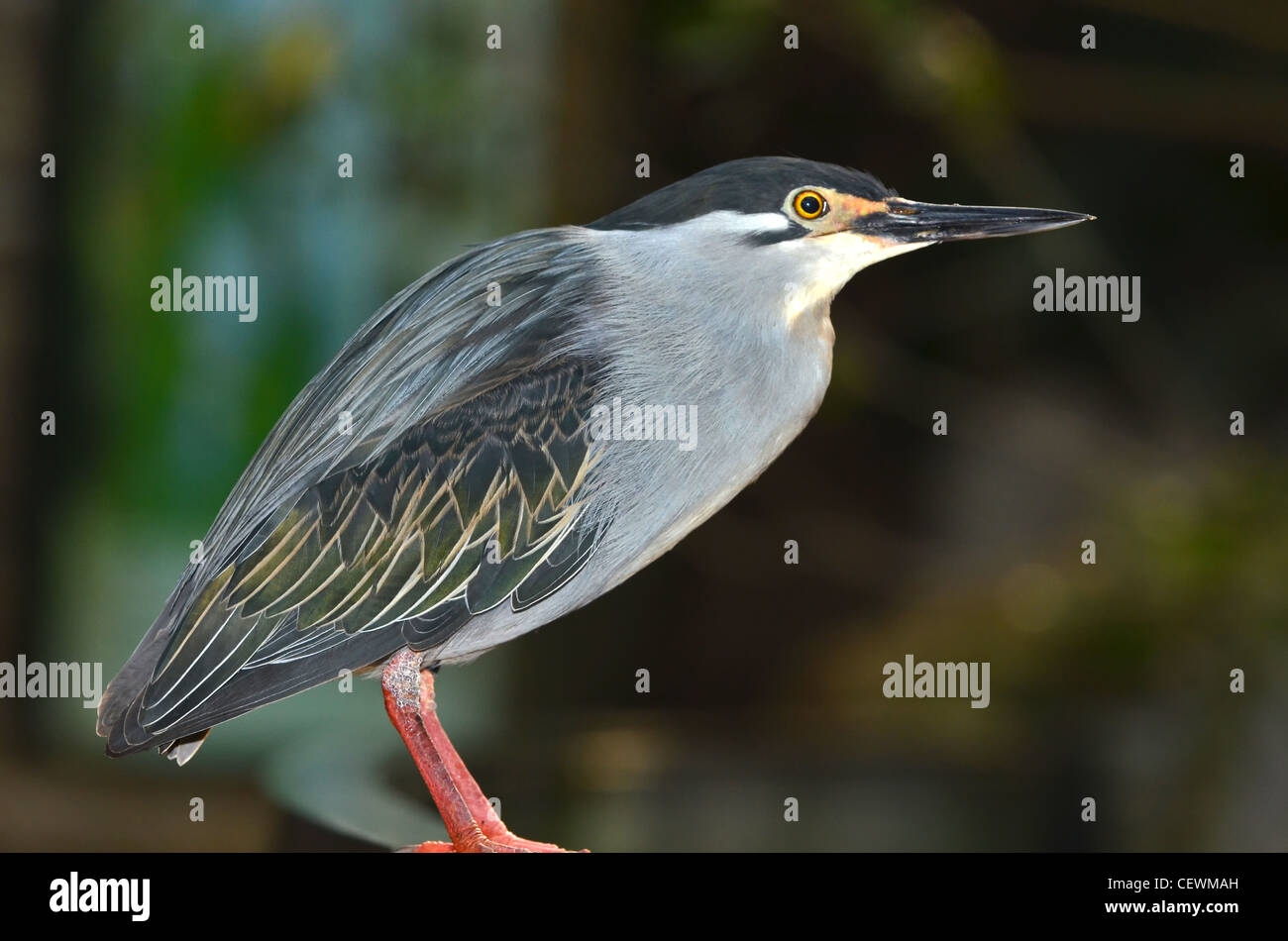 Portait in profile of a green heron from south america Stock Photo