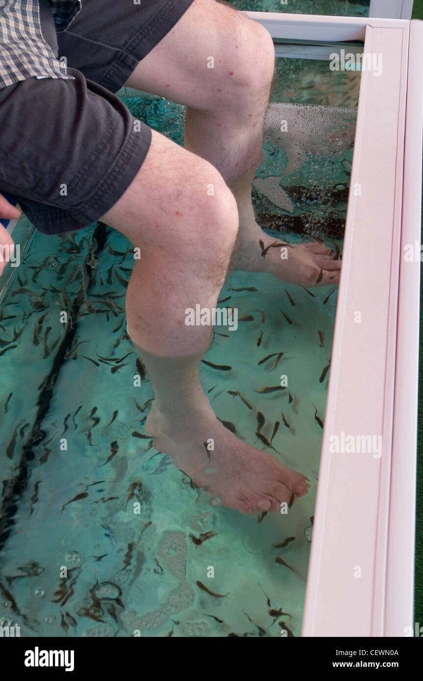 fish pedicure pedicures foot feet nibble nibbling Garra rufa Cyprinion