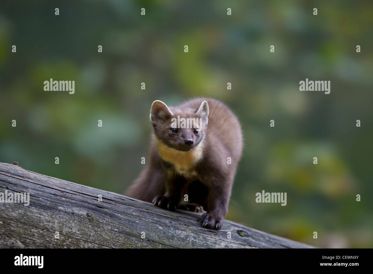 Baummarder hi-res stock photography and images - Alamy