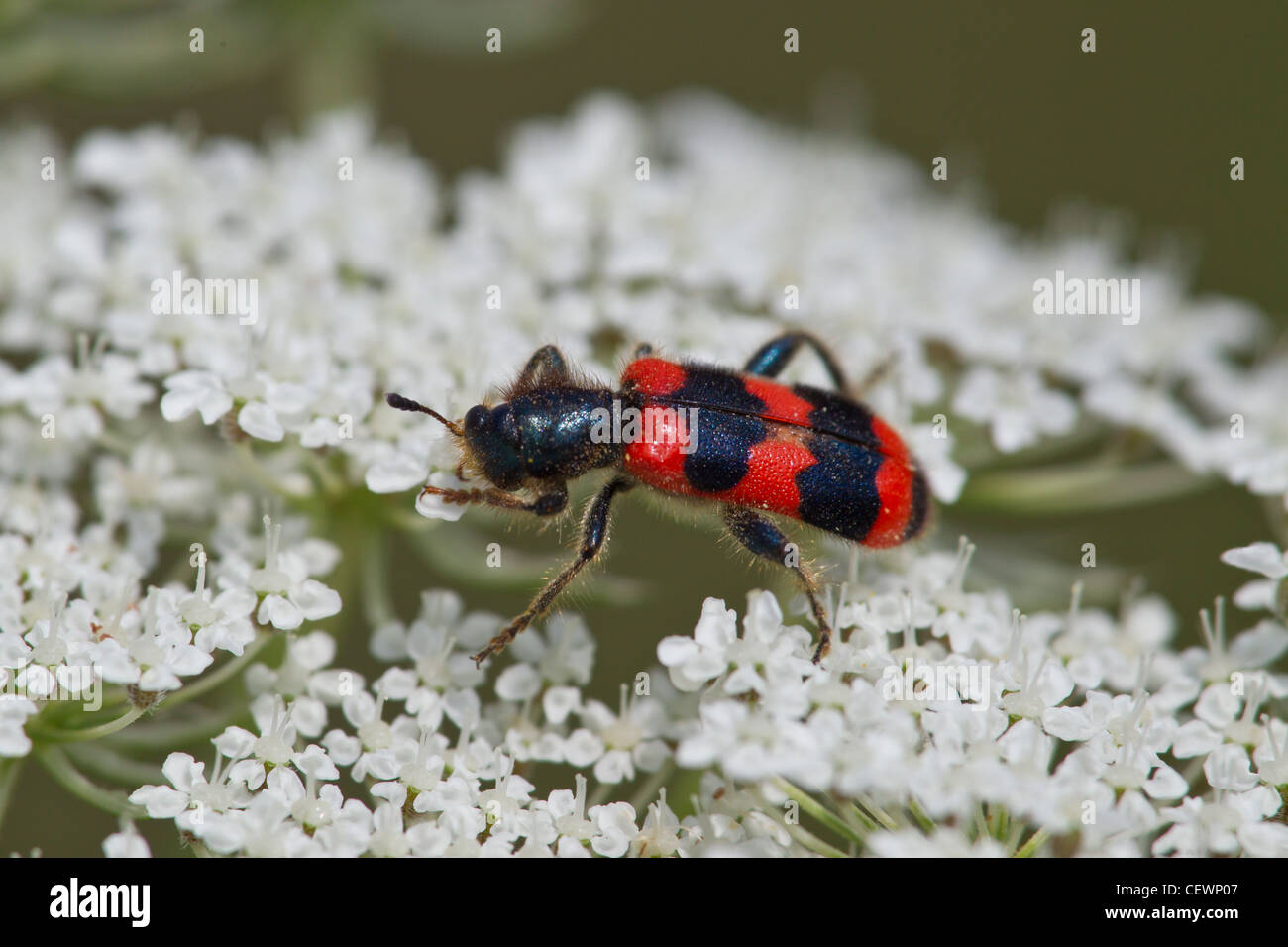 APIARIUS BIENENWOLF TRICHODES bee beetle wolf Stock Photo