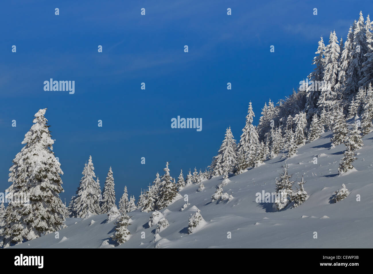 forest with pines in winter Stock Photo - Alamy