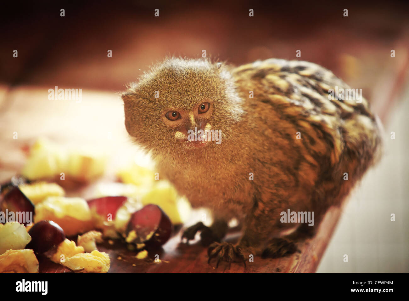 Pygmy Marmoset (Cebuella pygmaea) Stock Photo