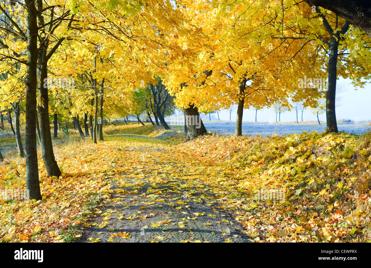 autumn maple trees in autumn city park Stock Photo - Alamy