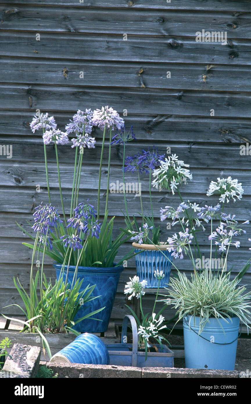 Out Of Africa Blue and white Agapanthus flowers planted in blue pots by the wall of a garden shed Stock Photo