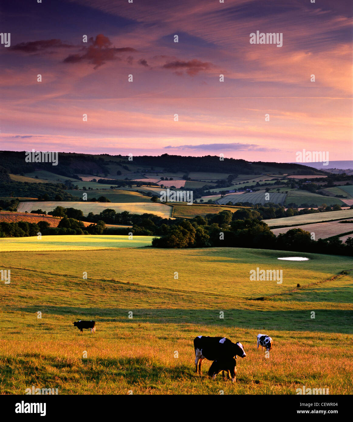 Low evening sunlight catches the rolling fields and grazing cattle in the Welsh countryside. Stock Photo