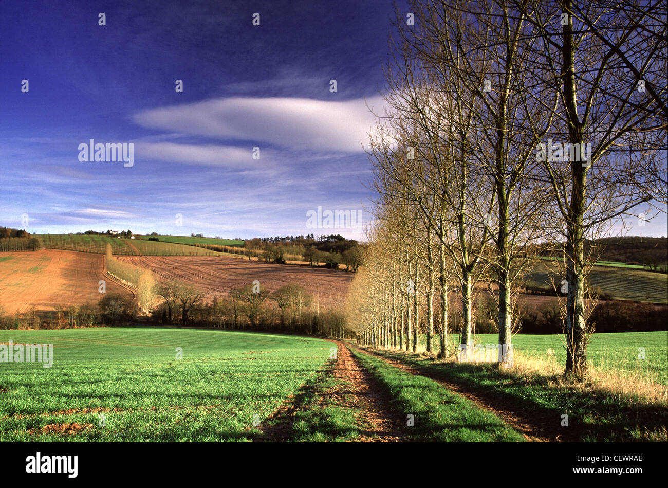 A line of trees on a winter day near Llanishen. Stock Photo