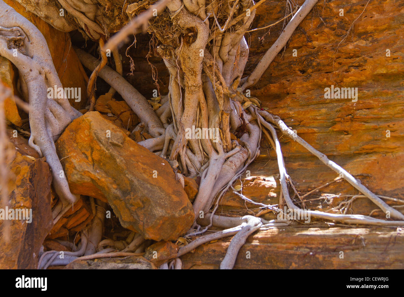 Roots searching Water  tale land Stock Photo