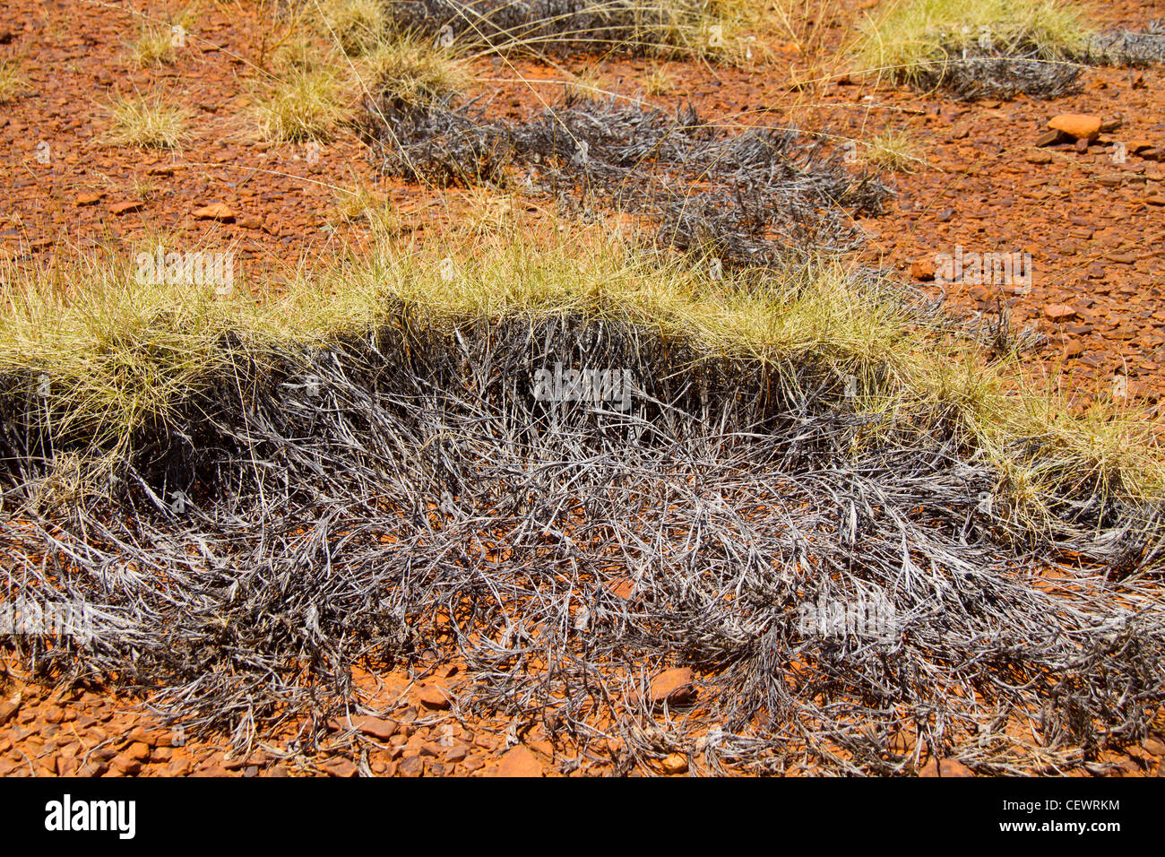 Spinifex Grass grows radial Stock Photo