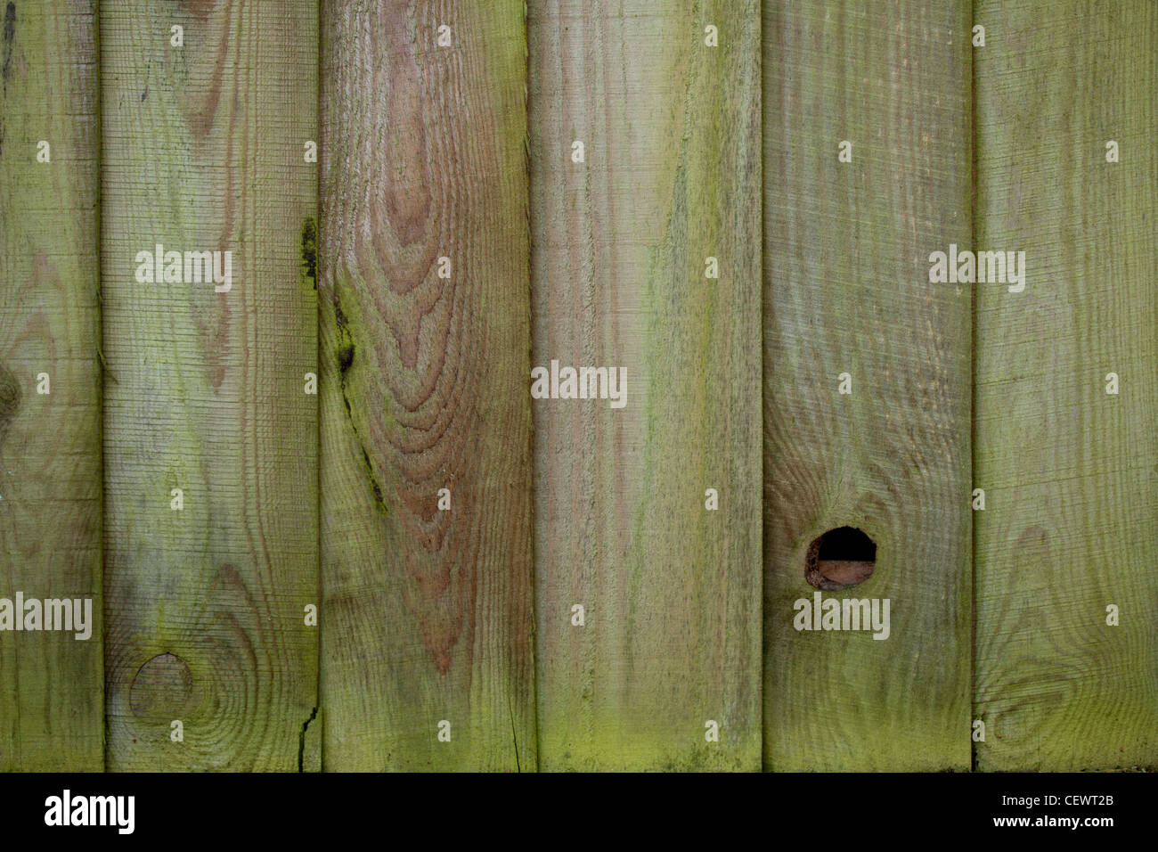 Knotted wooden fence texture with creeping moss Stock Photo