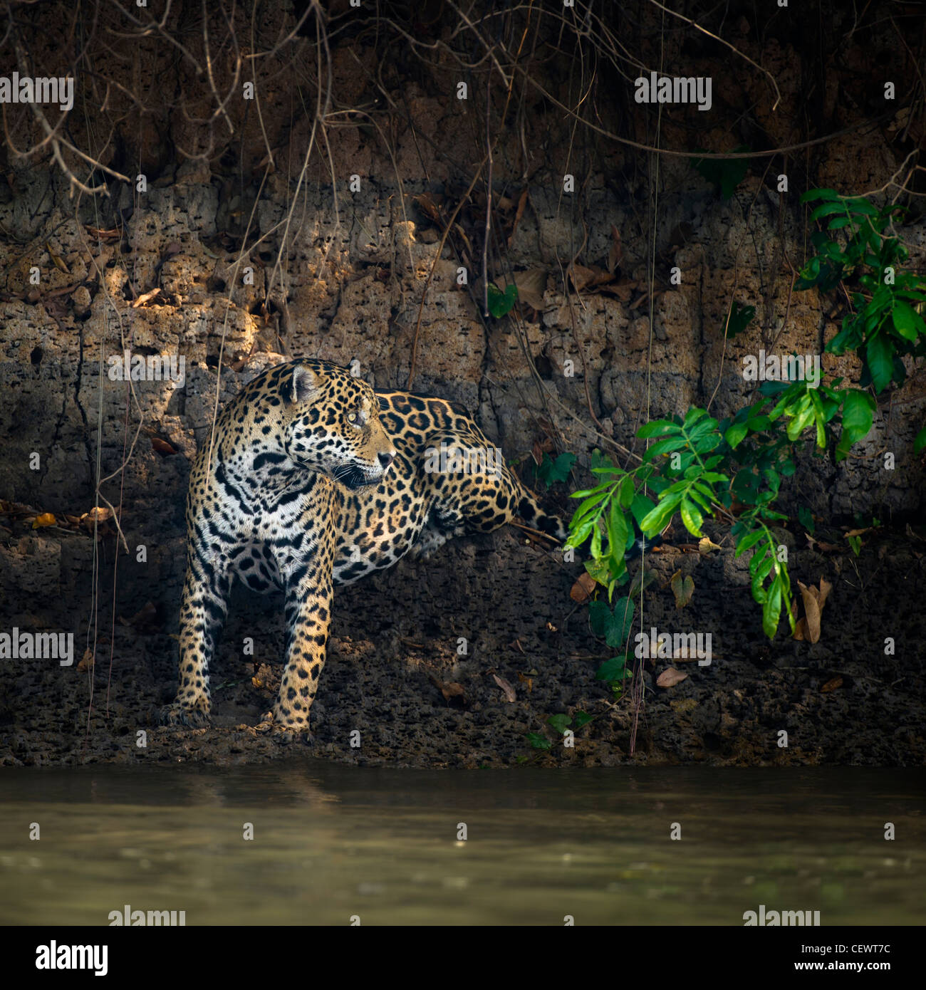 Wild male Jaguar at the edge of the Piquiri River, a tributary of Cuiaba River, Northern Pantanal, Brazil. Stock Photo