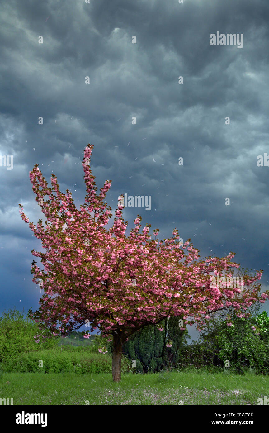 A gathering storm blows the blossom from an ornamental cherry tree. Stock Photo