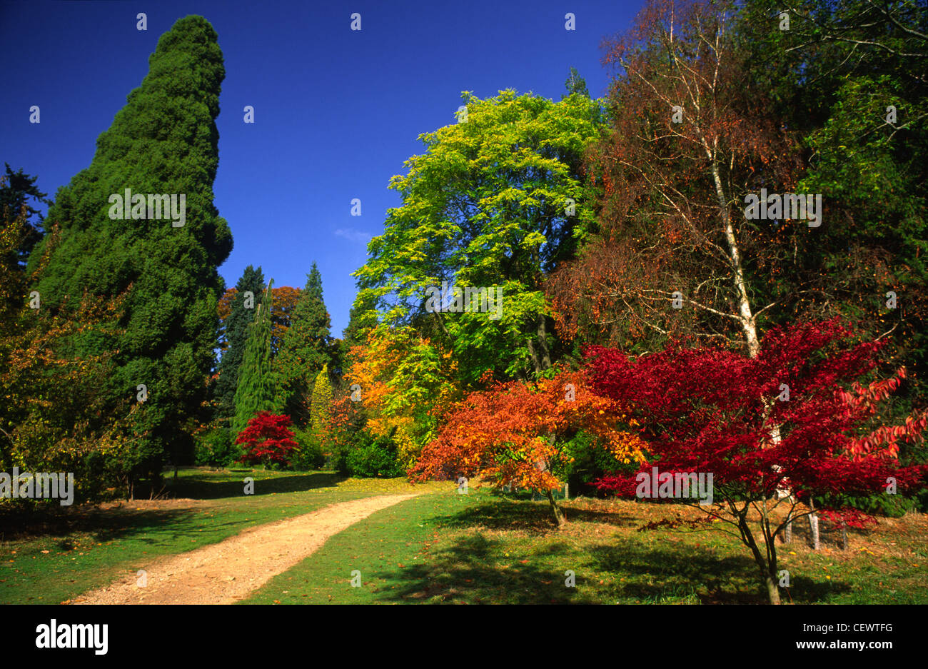 Autumn colour in Batsford Arboretum. Stock Photo